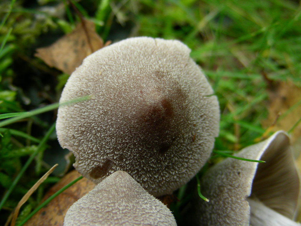 Cortinarius hemitrichus.